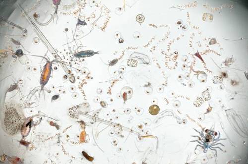 썸네일-바닷물 한 방울의 현미경 사진-이미지