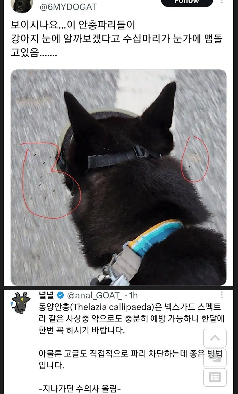 tkinter 알아보기: tkinter란 무엇이고... 강아지 눈알에 알을 낳는다는 안충파리 - 에누리 쇼핑지식 자유게시판