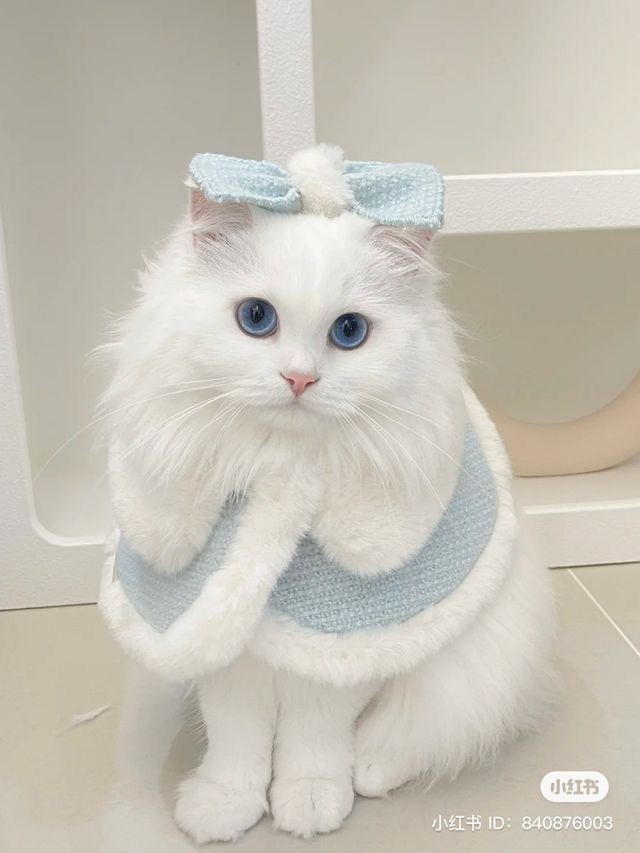 디즈니에 나올 것처럼 생긴 고양이 - 에누리 쇼핑지식 자유게시판