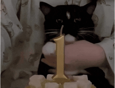 냥이의 돌잔치 | 인스티즈