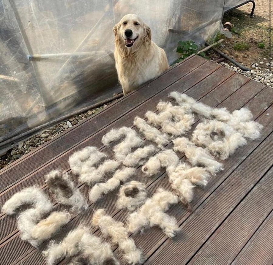 리트리버 주인의 경고 | 인스티즈