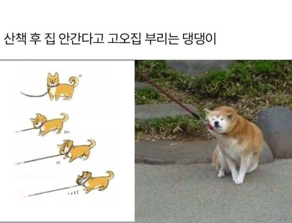 강아지 표정별 심리상태 | 인스티즈