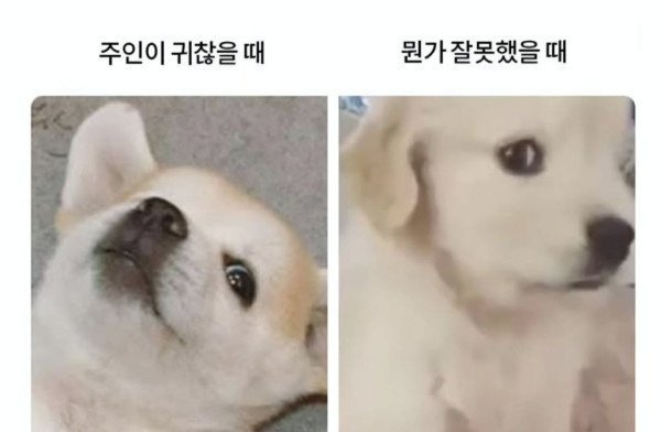 강아지 표정별 심리상태 | 인스티즈