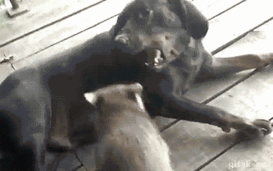 너구리 전용침대 | 인스티즈