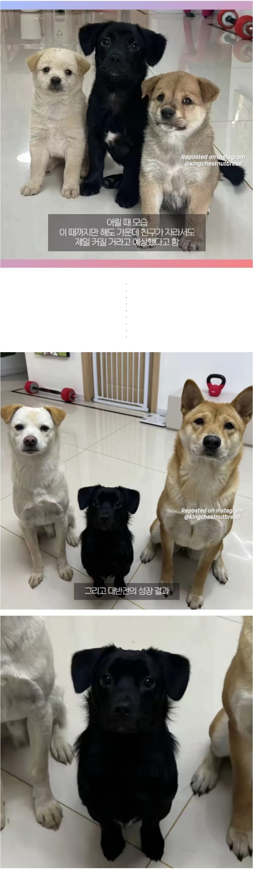 누가 가장 커지나 | 인스티즈