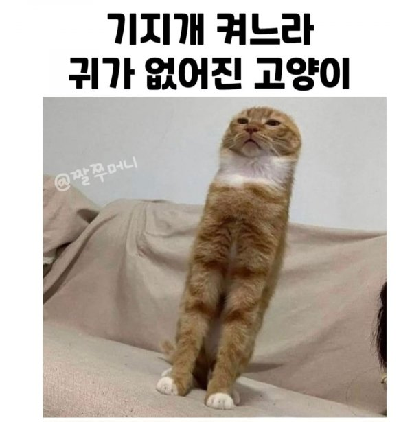 기지개 켜느라 귀가 없어진 고양이 | 인스티즈