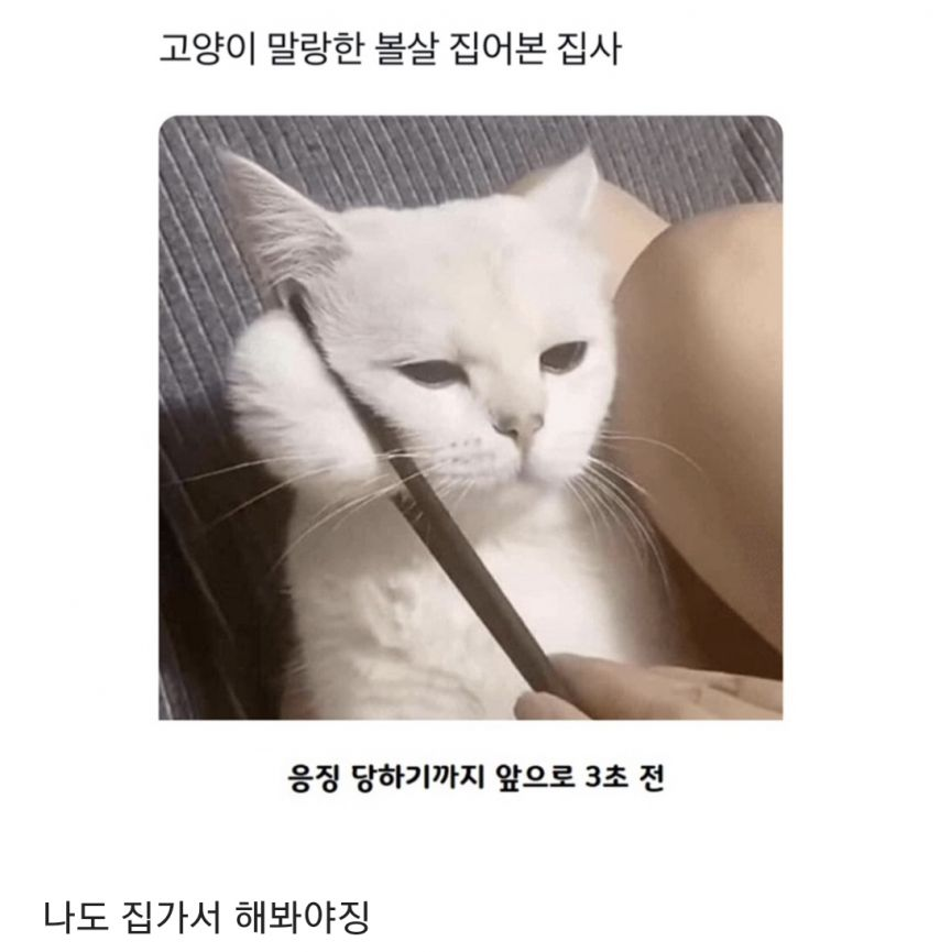 고양이 볼살 집어본 집사 | 인스티즈