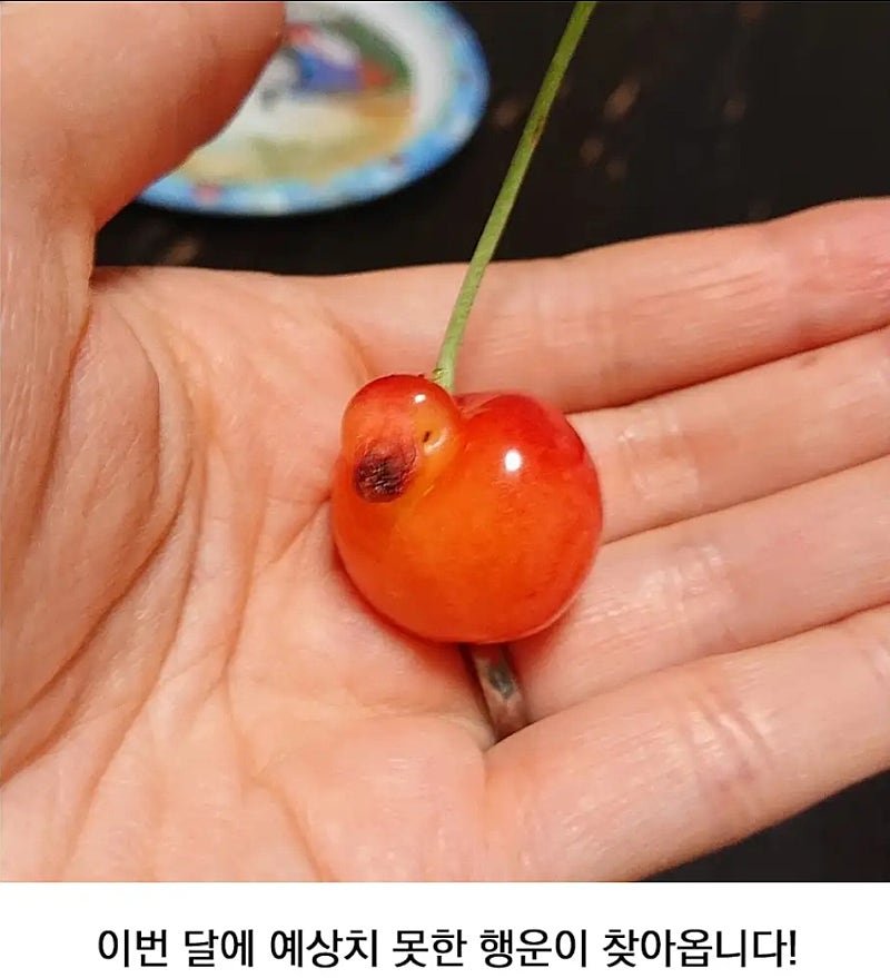 행운의 오리 체리를 보세요!!!! | 인스티즈