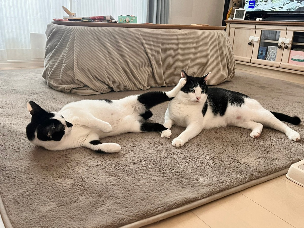 옆자리 고양이에게 수화기 받은 냥이 | 인스티즈