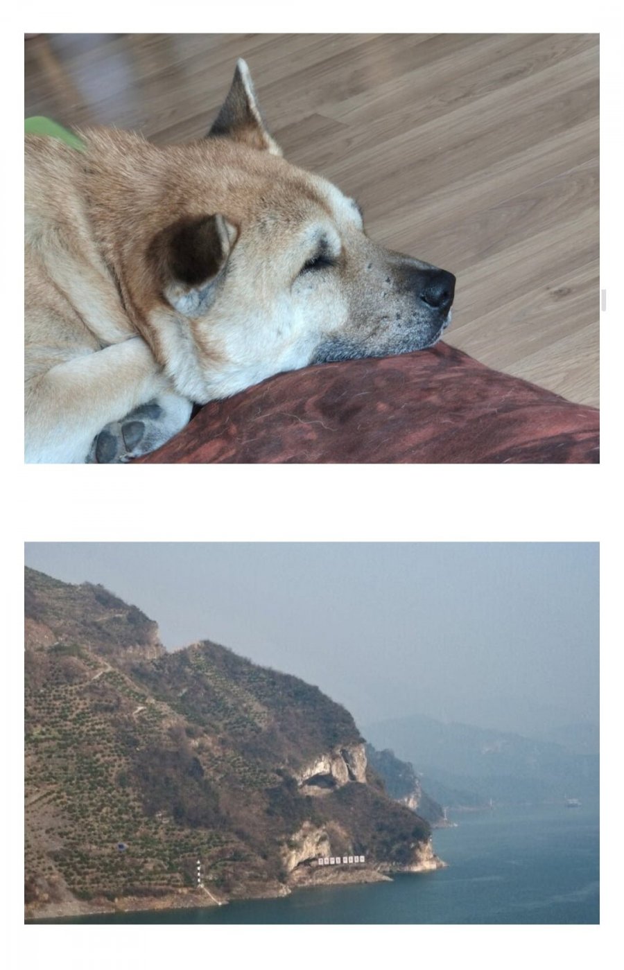 친구가 우리집 강아지 닮았다고 보내줬어 | 인스티즈