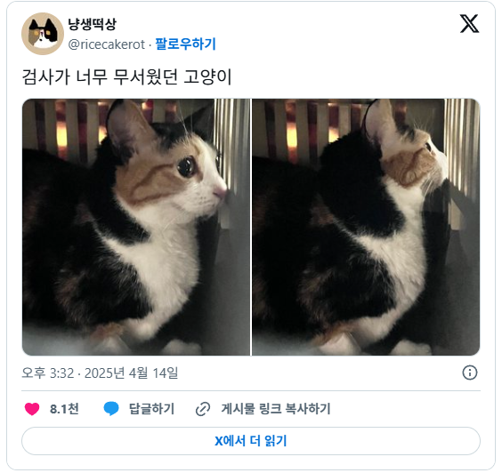 검사가 너무 무서웠던 고양이 | 인스티즈