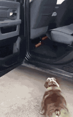 자동차 처음타는 댕댕이들 | 인스티즈