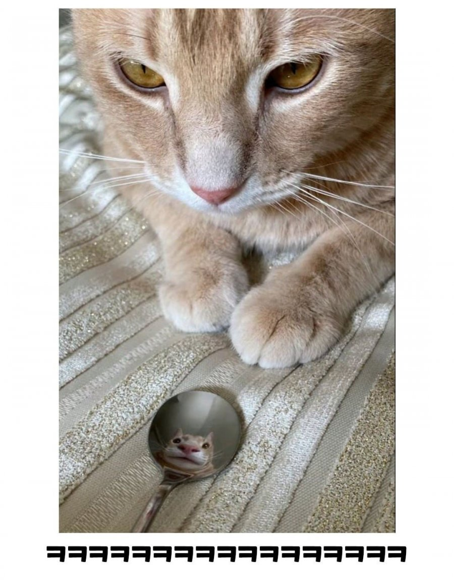 숟가락에 비친 고양이 | 인스티즈