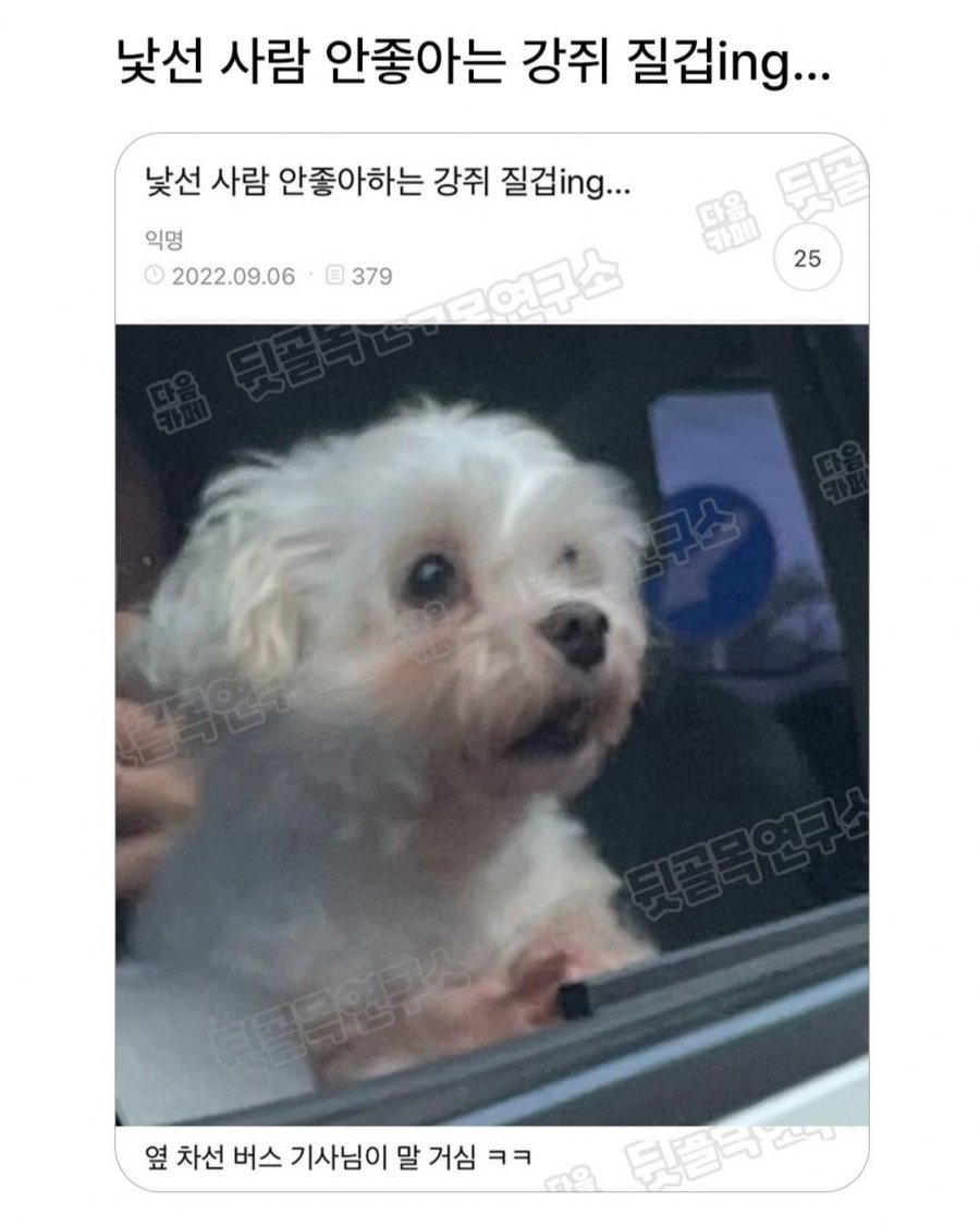 낯선 사람 안좋아하는 강쥐 질겁 | 인스티즈