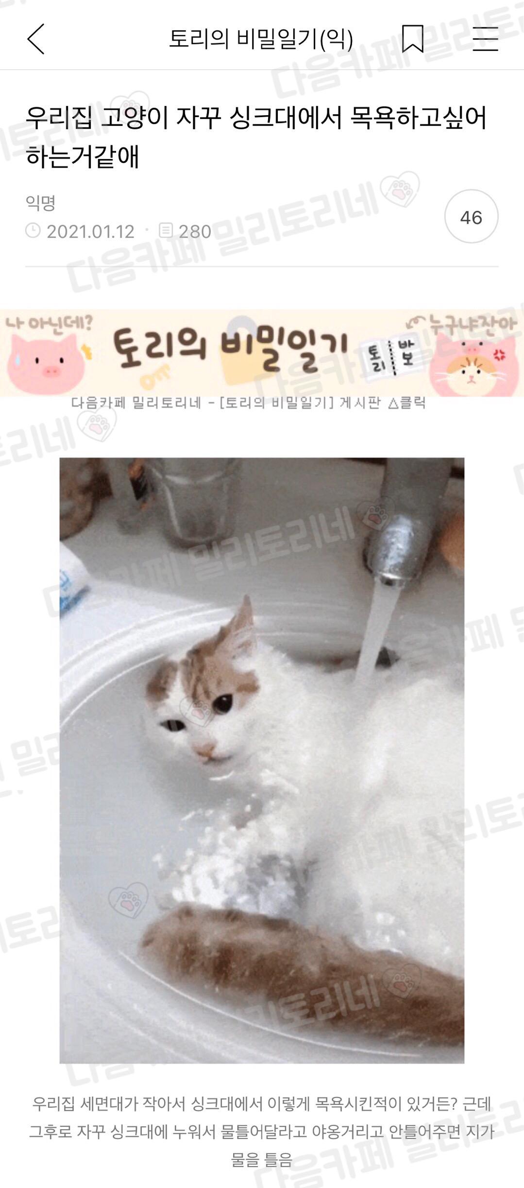 우리 집 고양이 자꾸 싱크대에서 목욕하고 싶어 하는거 같애 | 인스티즈