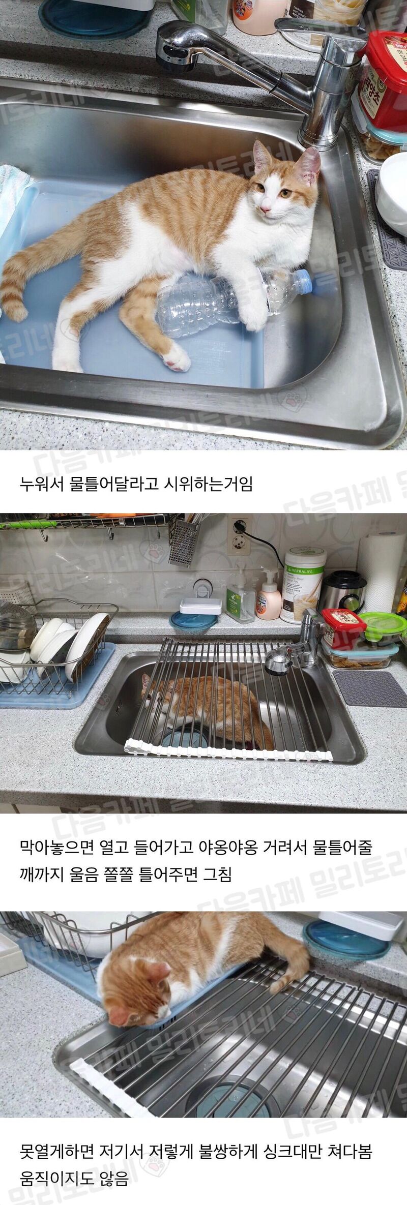 우리 집 고양이 자꾸 싱크대에서 목욕하고 싶어 하는거 같애 | 인스티즈