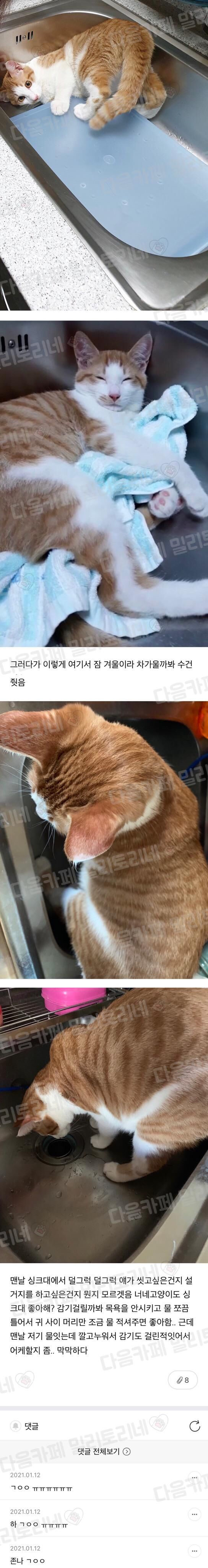 우리 집 고양이 자꾸 싱크대에서 목욕하고 싶어 하는거 같애 | 인스티즈