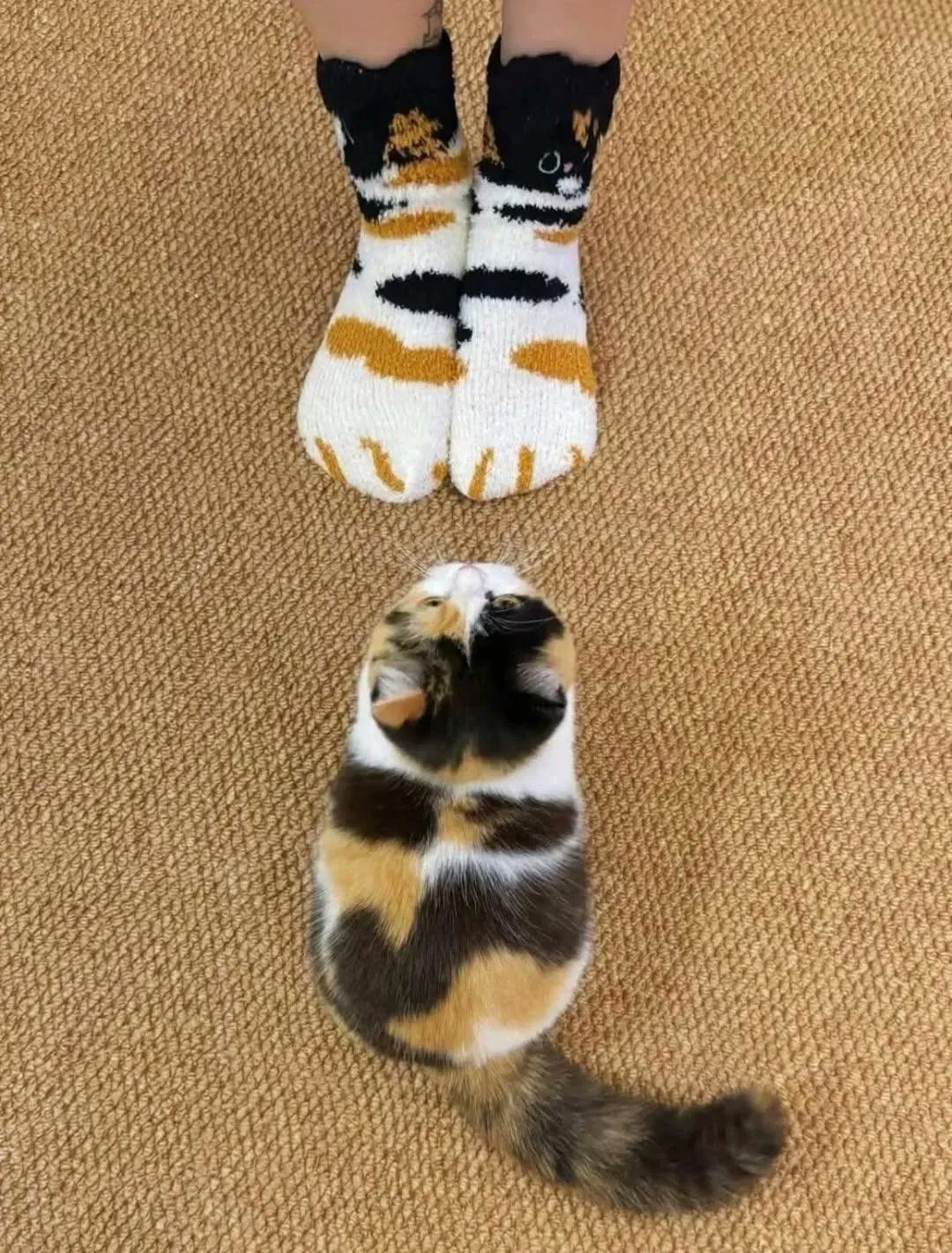 고양이랑 커플양말 구매함 | 인스티즈