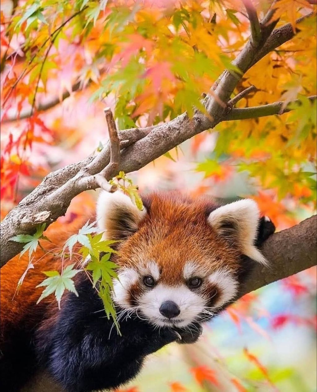 단풍잎과 잘 어울리는 레서판다 | 인스티즈
