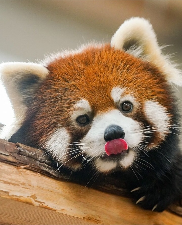 단풍잎과 잘 어울리는 레서판다 | 인스티즈