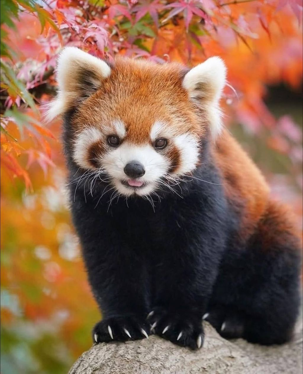 단풍잎과 잘 어울리는 레서판다 | 인스티즈