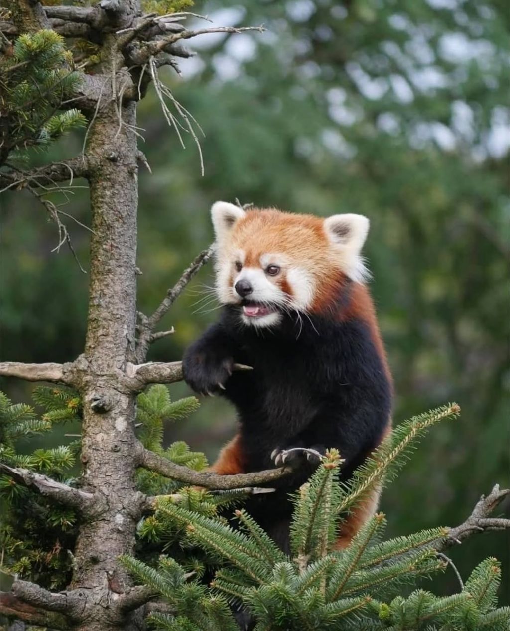 단풍잎과 잘 어울리는 레서판다 | 인스티즈