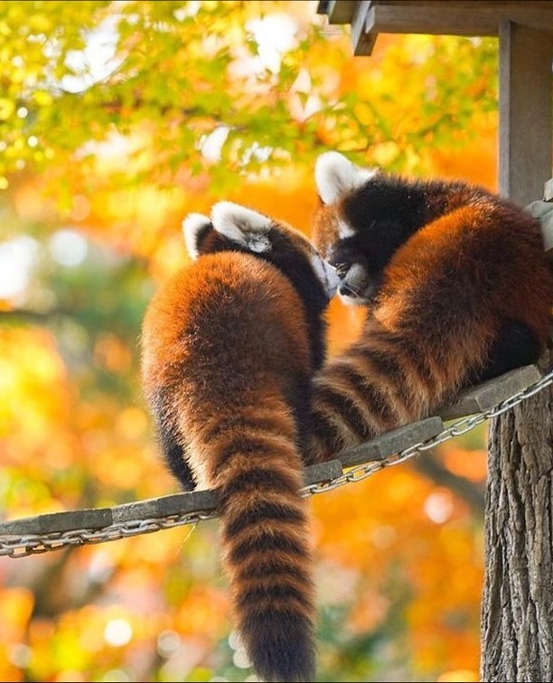 단풍잎과 잘 어울리는 레서판다 | 인스티즈