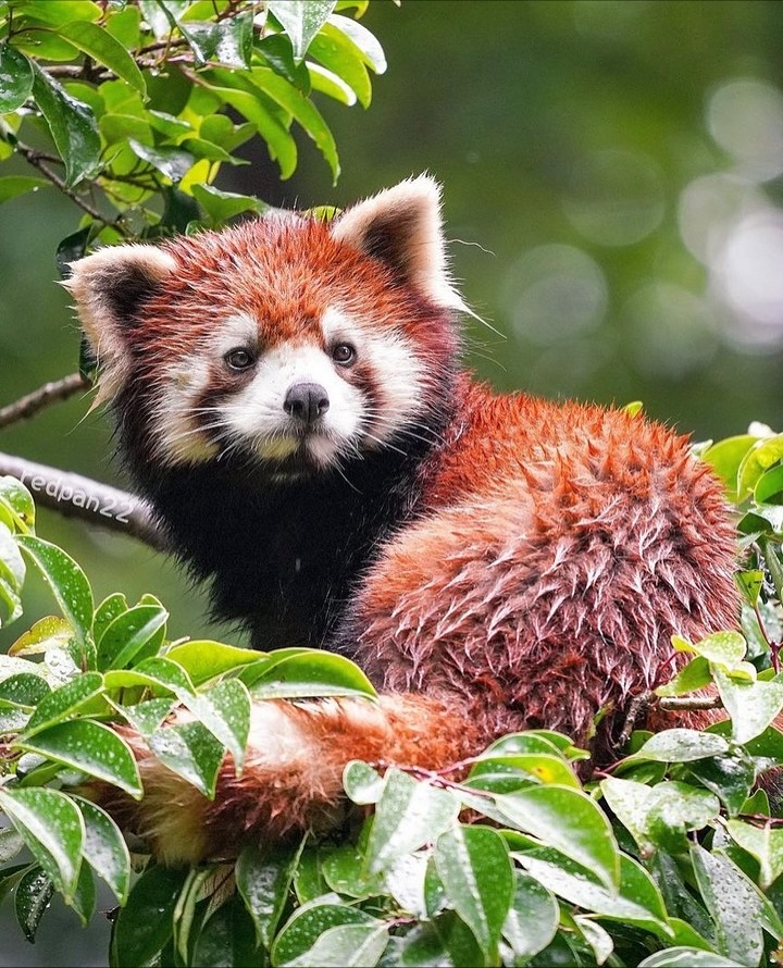 단풍잎과 잘 어울리는 레서판다 | 인스티즈