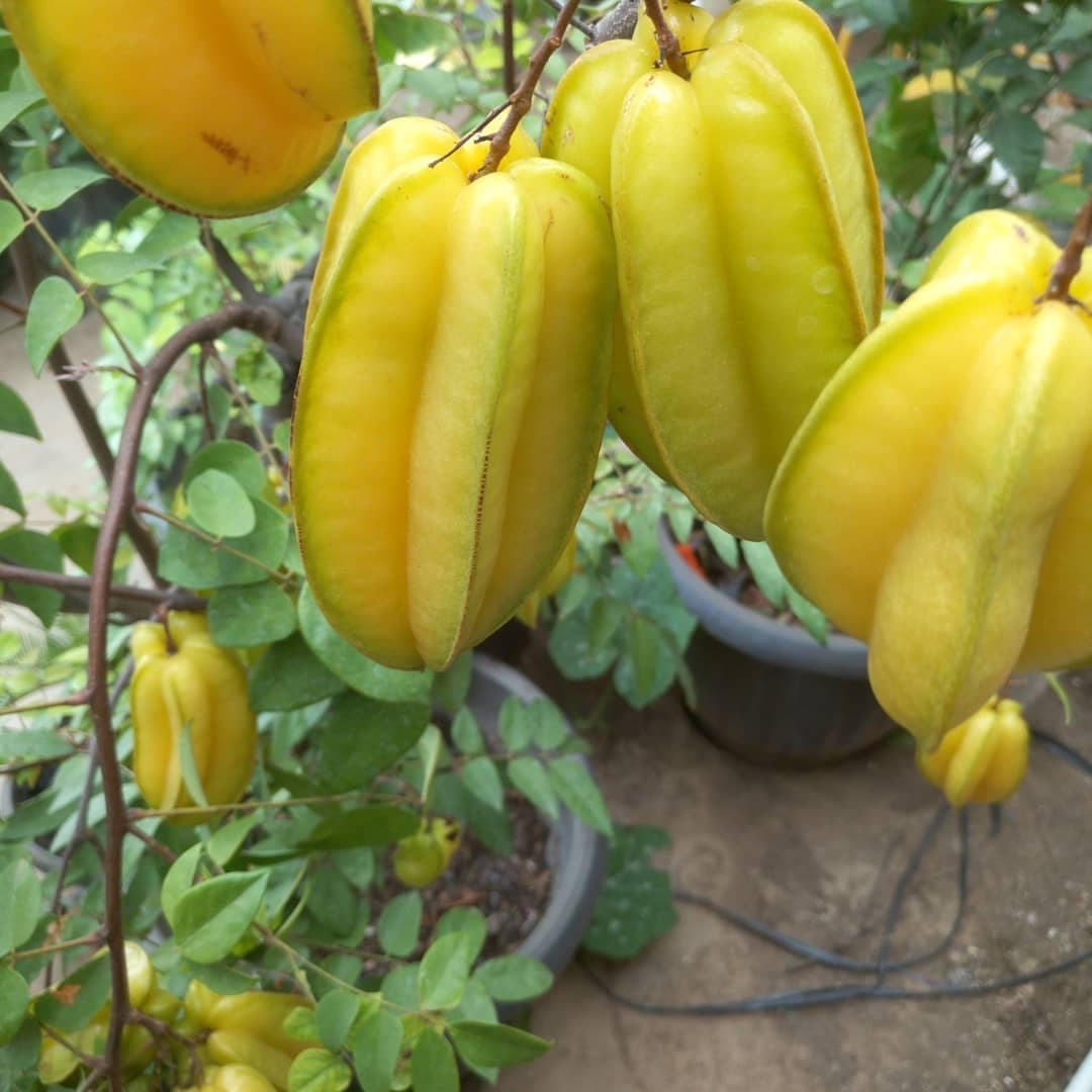 이름값 제대로 하는 과일 | 인스티즈