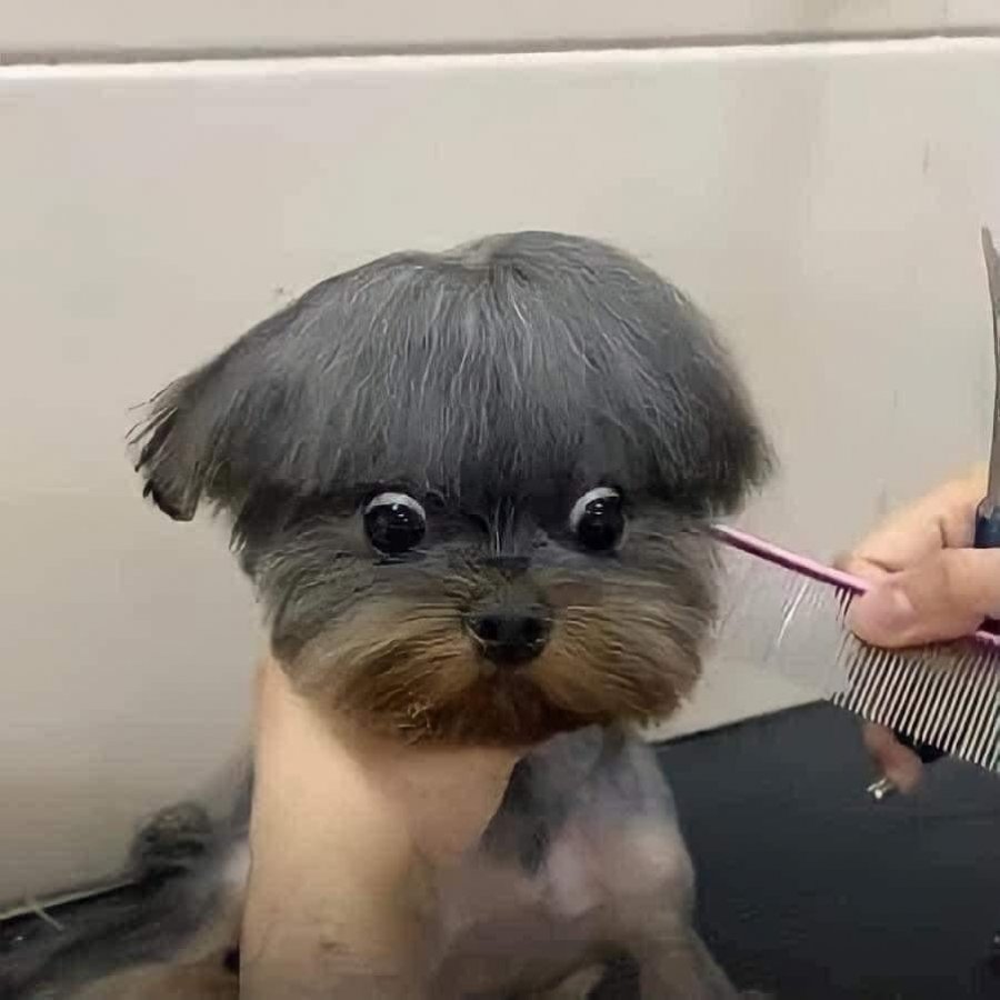 앞머리커트 실패한 댕댕이 | 인스티즈