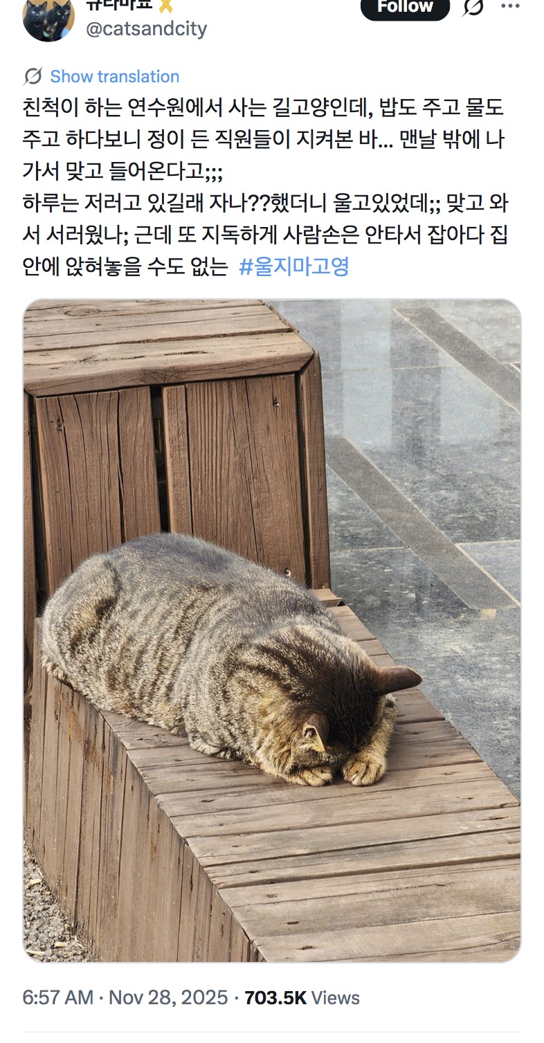 동네고양이에게 맞고와서 우는 길고양이 | 인스티즈