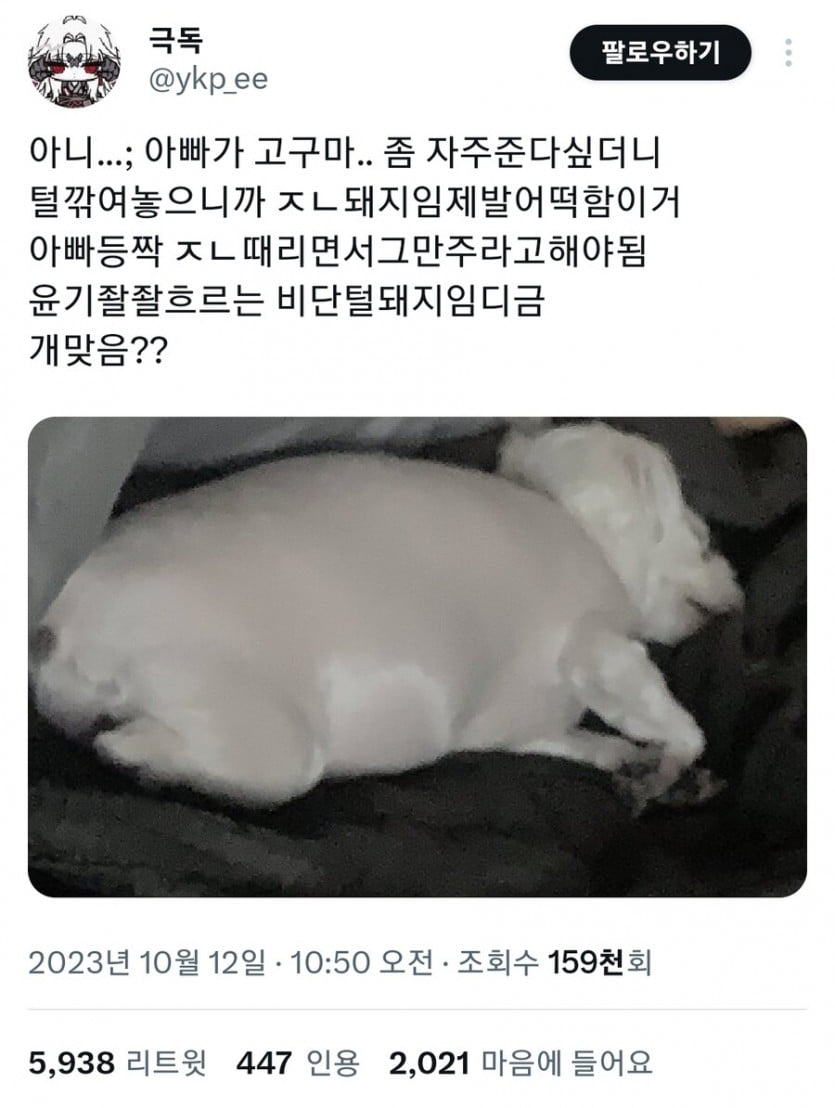 고구마 너무 먹은 댕댕이 | 인스티즈