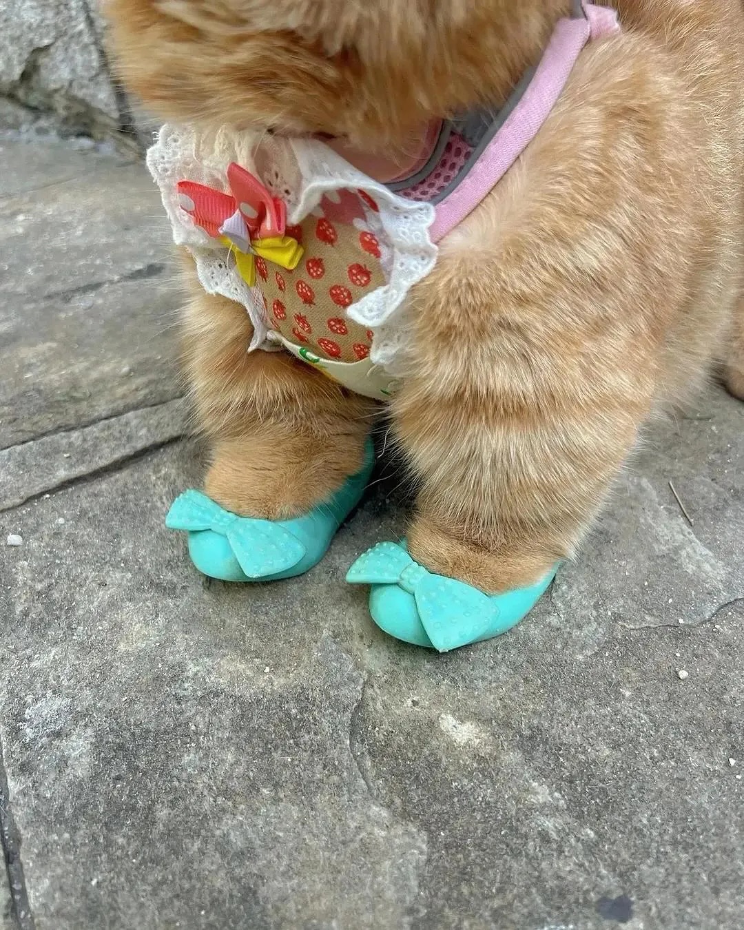 신발 사주니 기분 좋은 뚱냥이 | 인스티즈