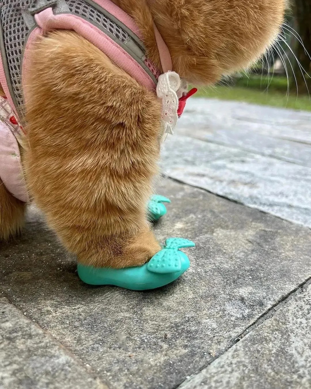 신발 사주니 기분 좋은 뚱냥이 | 인스티즈