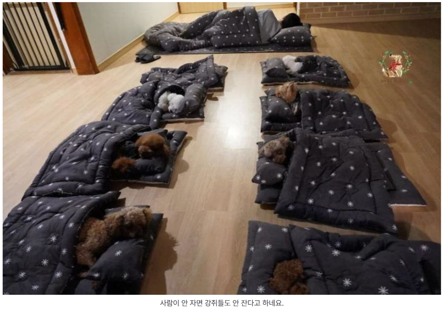 강아지 유치원 낮잠 시간에 선생님도 같이 누워서 잠 | 인스티즈