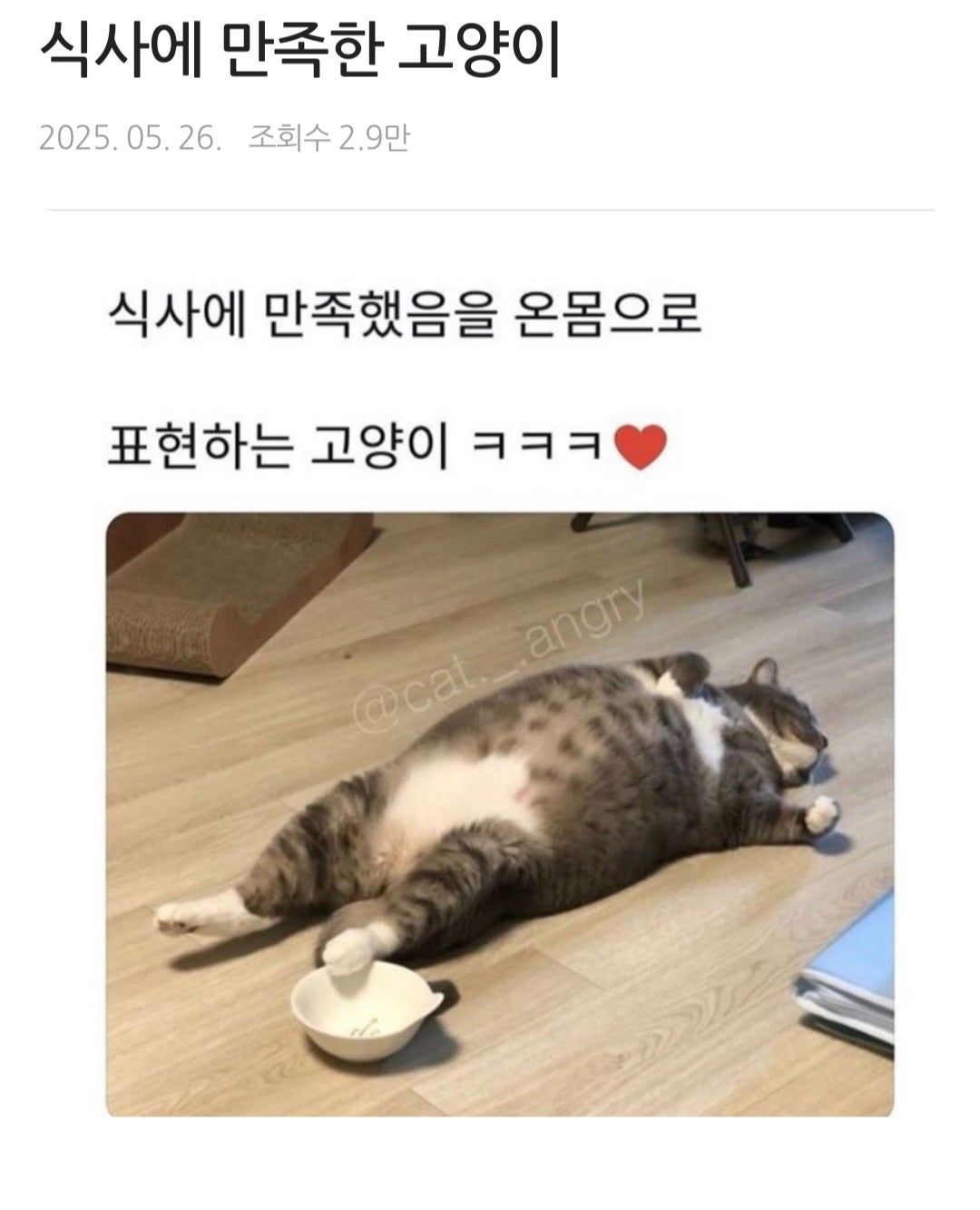 식사에 만족한 고양이 | 인스티즈