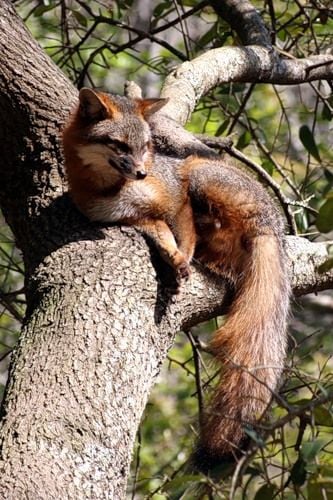 주특기를 가진 여우 | 인스티즈