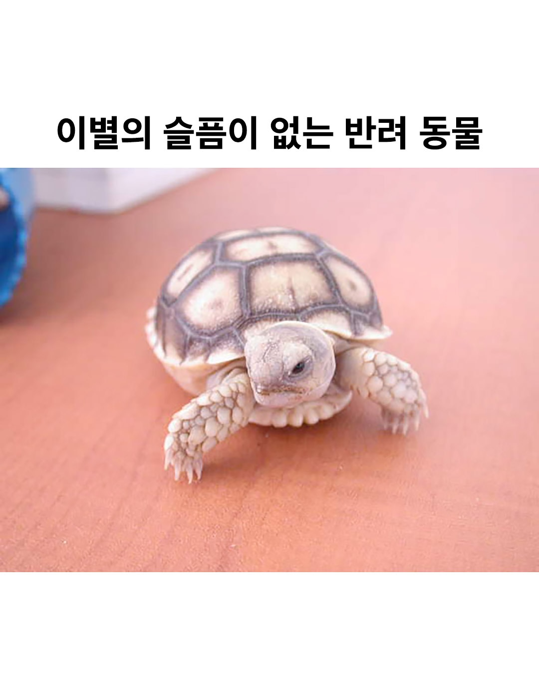 이별의 슬픔이 없는 반려 동물 | 인스티즈