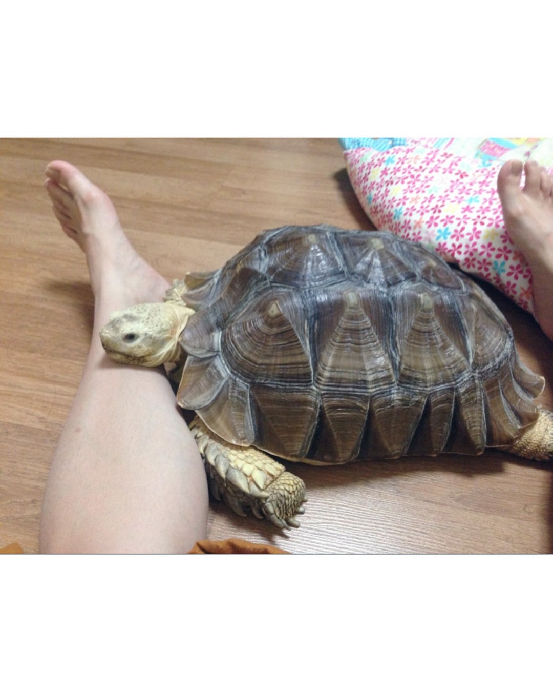 이별의 슬픔이 없는 반려 동물 | 인스티즈