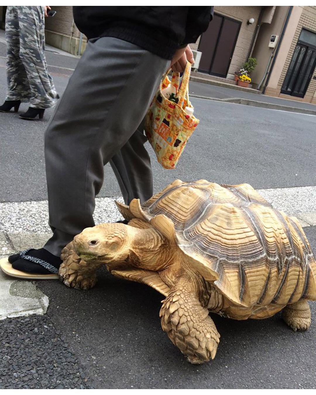 이별의 슬픔이 없는 반려 동물 | 인스티즈