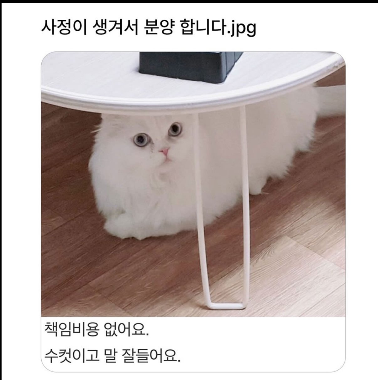 사정이 생겨서 분양합니다 | 인스티즈