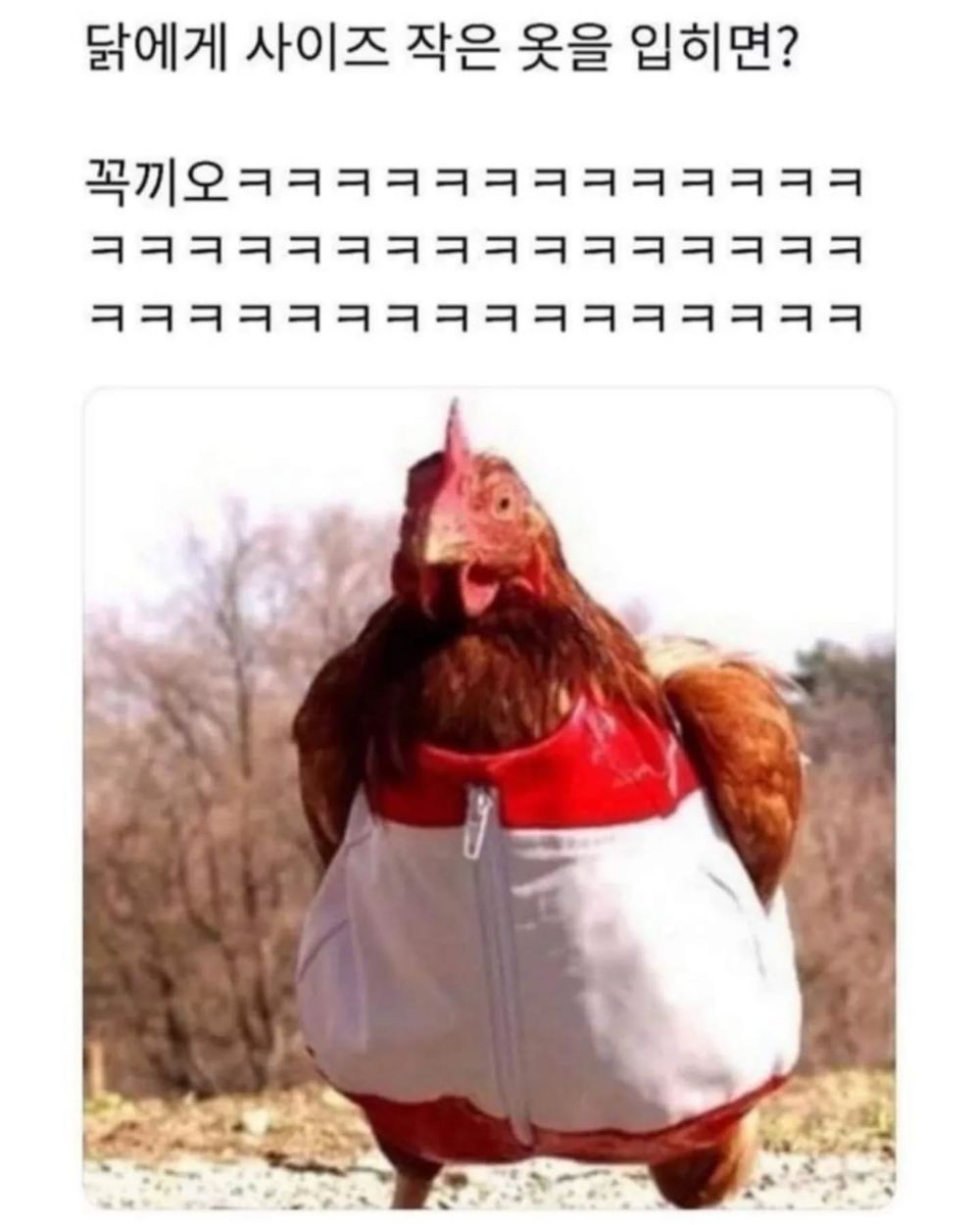 닭에게 사이즈 작은 옷을 입히면? | 인스티즈
