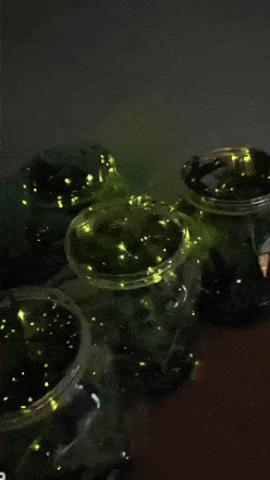 반딧불이 조명 | 인스티즈