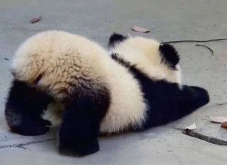 귀여운 아기 판다 뒷태 | 인스티즈