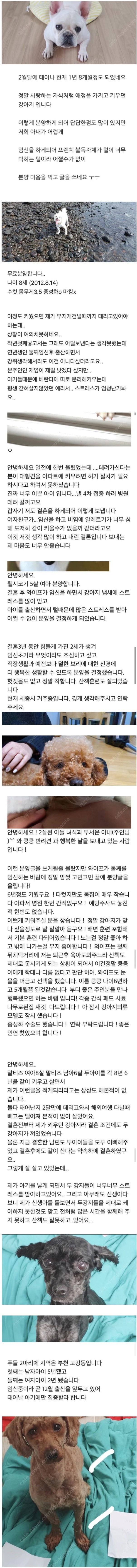 신혼부부가 반려동물 분양 기피대상인 이유 | 인스티즈