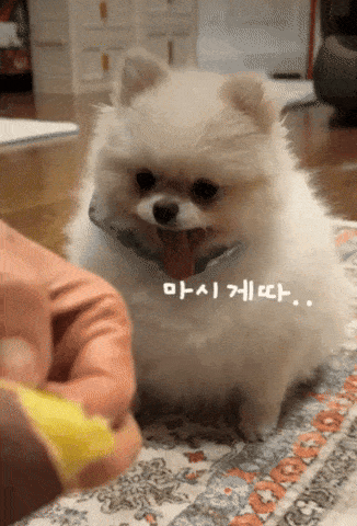 고구마를 보고 군침 흘리는 강아지 | 인스티즈