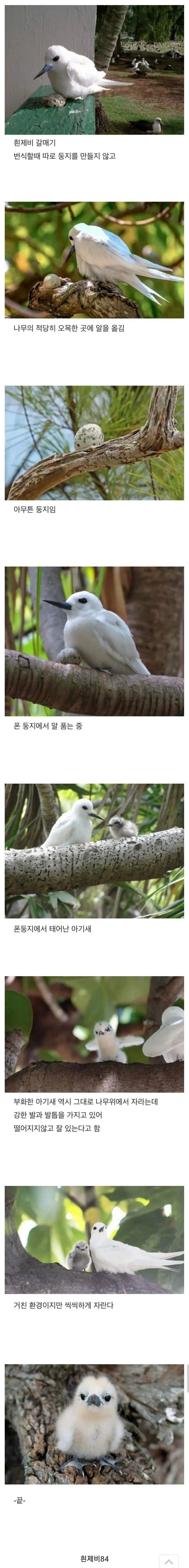 대충 적당히 사는 새 | 인스티즈