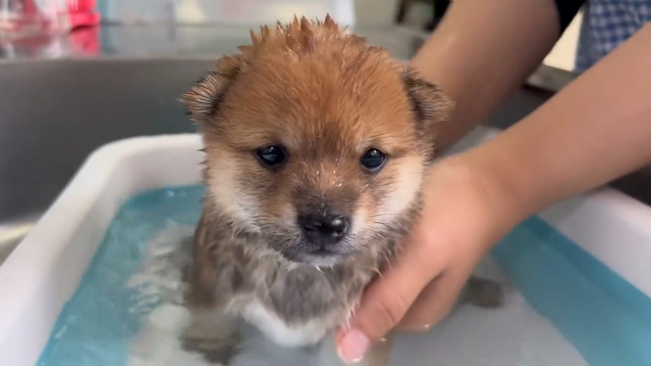 댕댕이 인생 첫 목욕 | 인스티즈