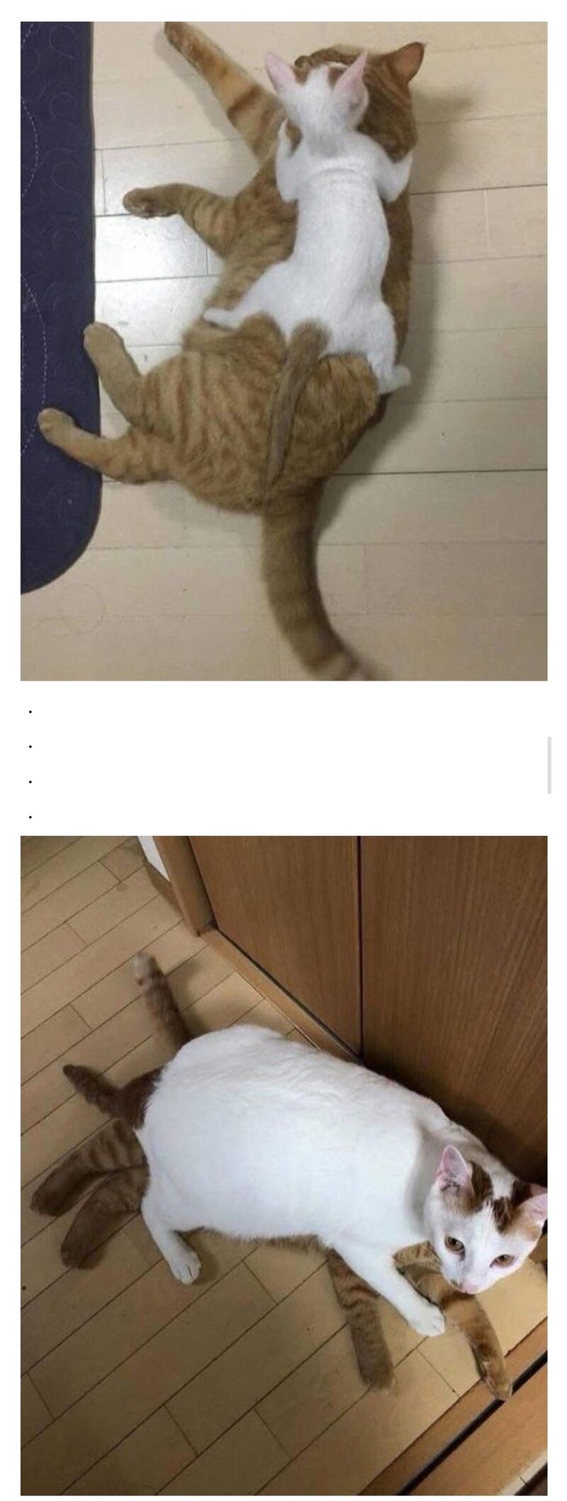 아기고양이 입양 1년후 | 인스티즈