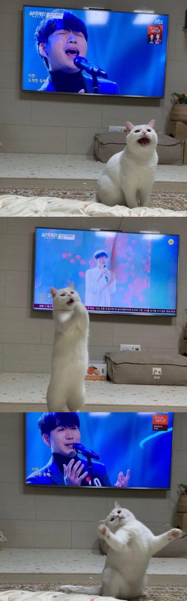 냥이 싱크로 | 인스티즈